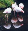 4 flamingos