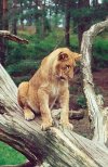 Lion cub