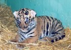 Female tiger cub