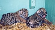 2 male tiger cubs