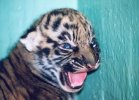 Male tiger cub