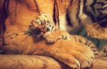 Tiger cub with dam