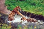 Tiger fight in water
