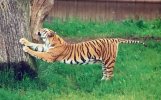 Tiger stretch