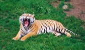 Tiger yawn