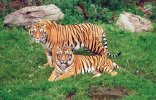 2 tigers