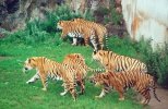 6 tigers