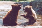 Bears fighting in water
