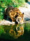 Tiger drinking water