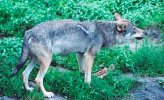 Wolf