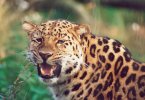 Leopard face
