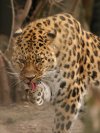 Leopard licking paw