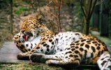 Leopard licking itself