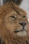 Male lion face