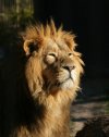 Sun-lion