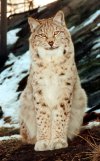 Cute lynx