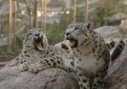 Snow leopards fake yawning