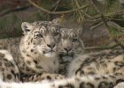2 snow leopards