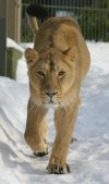 Female lion staring at photographer