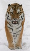 Tiger staring at photographer