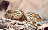 Striped grass mouse