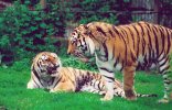 Tigers snarling