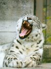 Snow leopard yawning