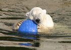 Polar bear with ball
