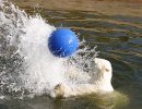 Polar bear splashing water with ball