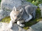 Wolf cub