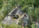 2 wolf cubs