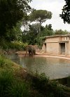 Elephant habitat