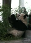 Giant panda