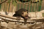 Sun bear in hammock