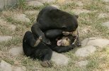 Two sun bears