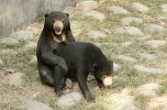 Two sun bears