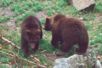 2 bears