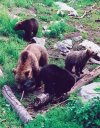 Bear with cubs