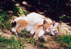 2 lynx cubs